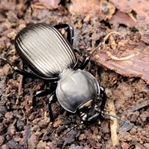 Cardiothorax sp. (genus) at Wombeyan Caves, NSW - 31 May 2023