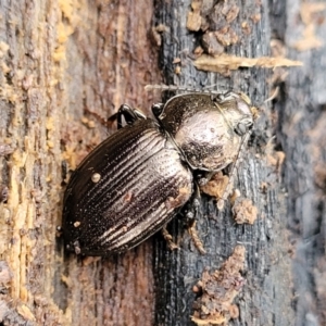 Adelium sp. (genus) at Wombeyan Caves, NSW - 31 May 2023