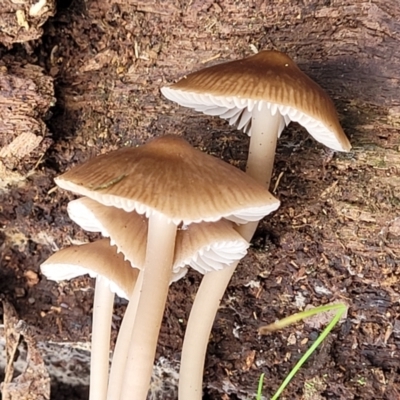 Mycena sp. (Mycena) at Wombeyan Caves, NSW - 31 May 2023 by trevorpreston