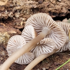 Mycena sp. at Wombeyan Caves, NSW - 31 May 2023 12:13 PM