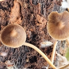 Mycena sp. at Wombeyan Caves, NSW - 31 May 2023 12:13 PM