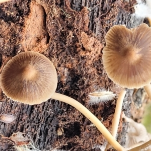 Mycena sp. at Wombeyan Caves, NSW - 31 May 2023