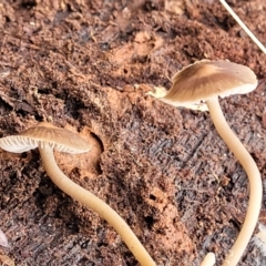 Mycena sp. at Wombeyan Caves, NSW - 31 May 2023 12:13 PM