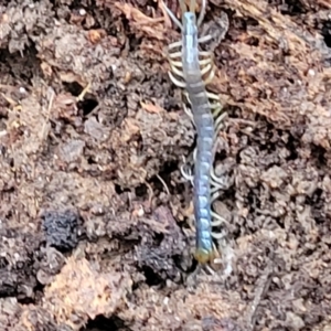 Scolopendra sp. (genus) at Wombeyan Caves, NSW - 31 May 2023 12:12 PM