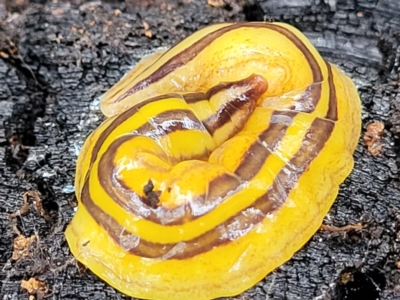 Artioposthia howitti (Howitt's planarian) at Wombeyan Caves, NSW - 31 May 2023 by trevorpreston