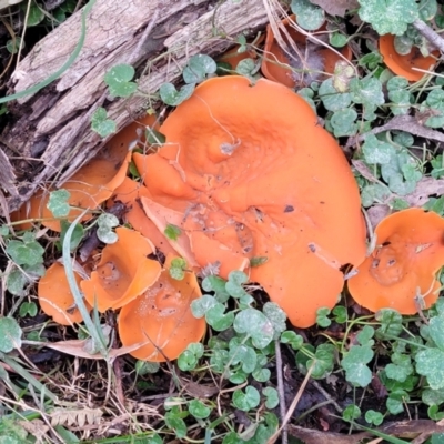 Aleuria sp. (An Orange peel fungus) at Wombeyan Caves, NSW - 31 May 2023 by trevorpreston