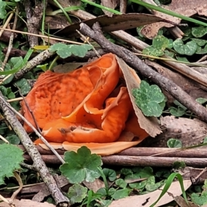 Aleuria sp. at Wombeyan Caves, NSW - 31 May 2023