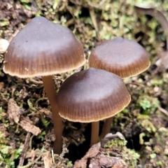 Mycena sp. (Mycena) at Wombeyan Caves, NSW - 31 May 2023 by trevorpreston