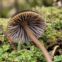 Mycena sp. at Mares Forest National Park - 31 May 2023 12:05 PM