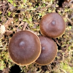 Mycena sp. at Mares Forest National Park - 31 May 2023 12:05 PM