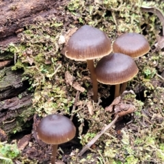 Mycena sp. at Mares Forest National Park - 31 May 2023 12:05 PM