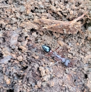 Myrmecia sp. (genus) at Wombeyan Caves, NSW - 31 May 2023