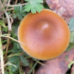 Psilocybe sp. at suppressed - 31 May 2023