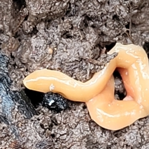 Australoplana alba at Wombeyan Caves, NSW - 31 May 2023