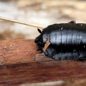 Platyzosteria sp. (genus) at Wombeyan Caves, NSW - 31 May 2023