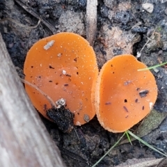 Aleuria sp. (An Orange peel fungus) at Wombeyan Caves, NSW - 31 May 2023 by trevorpreston
