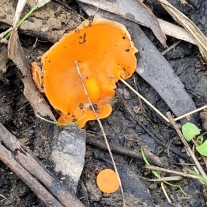 Aleuria sp. at Wombeyan Caves, NSW - 31 May 2023