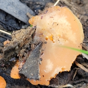 Aleuria sp. at Wombeyan Caves, NSW - 31 May 2023