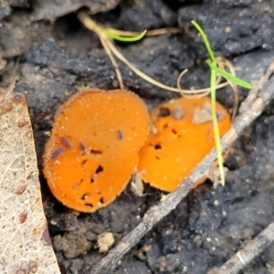 Aleuria sp. at Wombeyan Caves, NSW - 31 May 2023