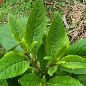 Phytolacca octandra at Wombeyan Caves, NSW - 31 May 2023