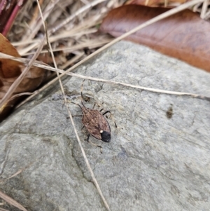 Poecilometis strigatus at Kambah, ACT - 31 May 2023