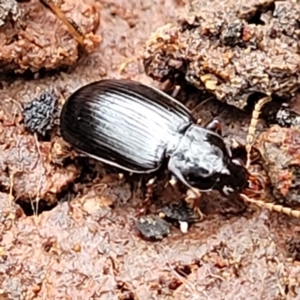 Carabidae sp. (family) at Wombeyan Caves, NSW - 31 May 2023 11:54 AM