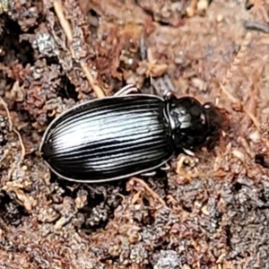 Carabidae sp. (family) at Wombeyan Caves, NSW - 31 May 2023 11:54 AM