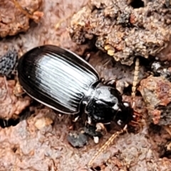 Carabidae sp. (family) at Wombeyan Caves, NSW - 31 May 2023 11:54 AM