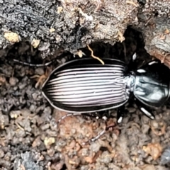 Notonomus sp. (genus) at Wombeyan Caves, NSW - 31 May 2023