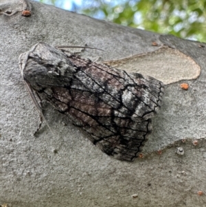 Stibaroma (genus) at Ainslie, ACT - 15 Apr 2023