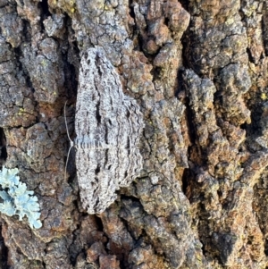 Scioglyptis chionomera at Campbell, ACT - 9 Mar 2023 03:49 PM