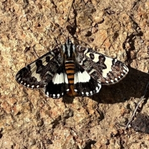 Apina callisto at Ainslie, ACT - 10 Apr 2023 12:22 PM