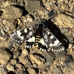 Apina callisto (Pasture Day Moth) at Kowen, ACT - 21 Apr 2023 by Pirom