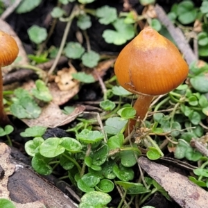 zz agaric (stem; gills not white/cream) at Wombeyan Caves, NSW - 31 May 2023