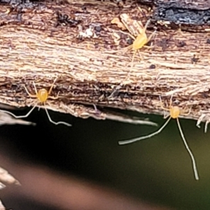 Eupodoidea (super family) at Wombeyan Caves, NSW - 31 May 2023