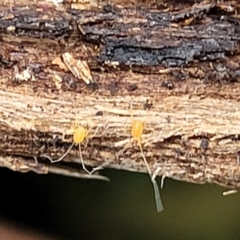 Eupodoidea (super family) at Wombeyan Caves, NSW - 31 May 2023