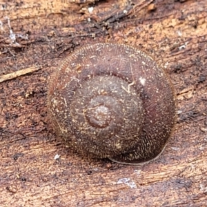 Austrochloritis kanangra at Wombeyan Caves, NSW - 31 May 2023