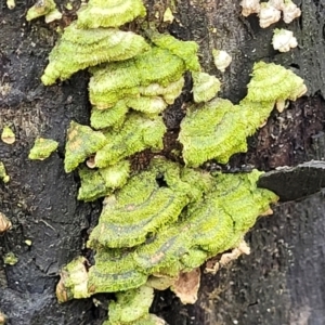 Trametes sp. at Wombeyan Caves, NSW - 31 May 2023