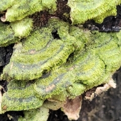 Trametes sp. at Wombeyan Caves, NSW - 31 May 2023