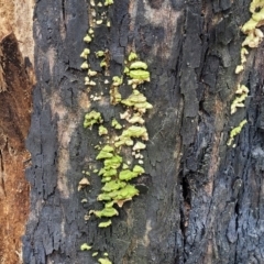 Trametes sp. at Wombeyan Caves, NSW - 31 May 2023