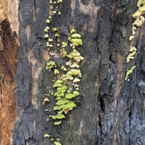 Trametes sp. at Wombeyan Caves, NSW - 31 May 2023