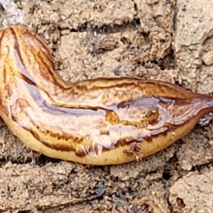 Australopacifica lucasi at Wombeyan Caves, NSW - 31 May 2023