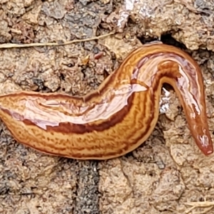 Australopacifica lucasi at Wombeyan Caves, NSW - 31 May 2023