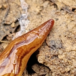 Australopacifica lucasi at Wombeyan Caves, NSW - 31 May 2023