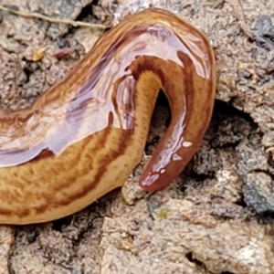 Australopacifica lucasi at Wombeyan Caves, NSW - 31 May 2023