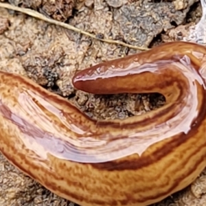 Australopacifica lucasi at Wombeyan Caves, NSW - 31 May 2023