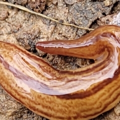 Australopacifica lucasi at Wombeyan Caves, NSW - 31 May 2023