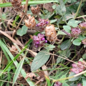 Prunella vulgaris at Wombeyan Caves, NSW - 31 May 2023