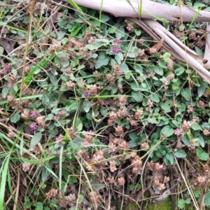 Prunella vulgaris at Wombeyan Caves, NSW - 31 May 2023