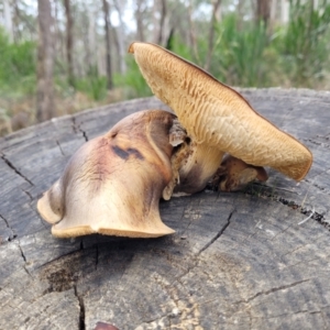 Gymnopilus sp. at Wombeyan Caves, NSW - 31 May 2023